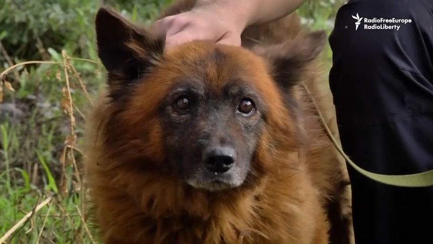 Video: Příběh psa Kryma zrcadlí hrůzy války